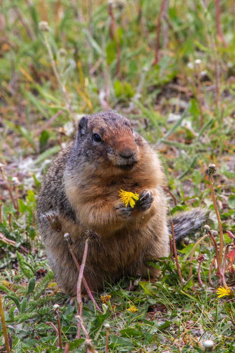 Munching ground squirrel