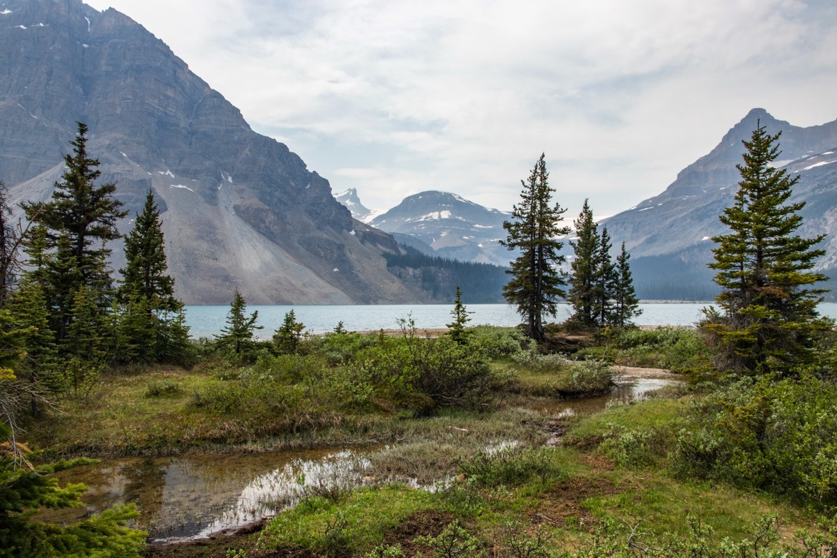 Bow Lake view