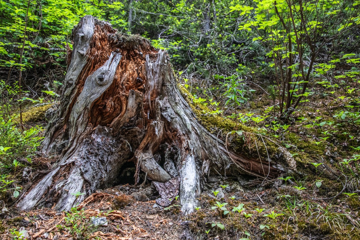 Tree remantn