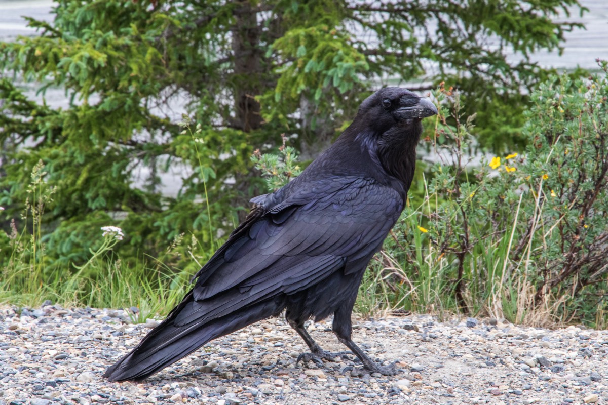 The Raven