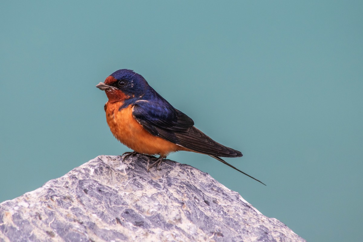 Strange-beaked swift