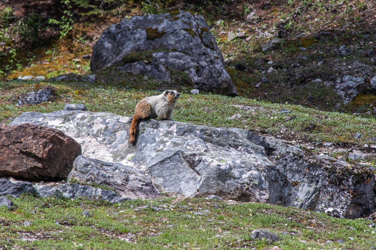 Marmot