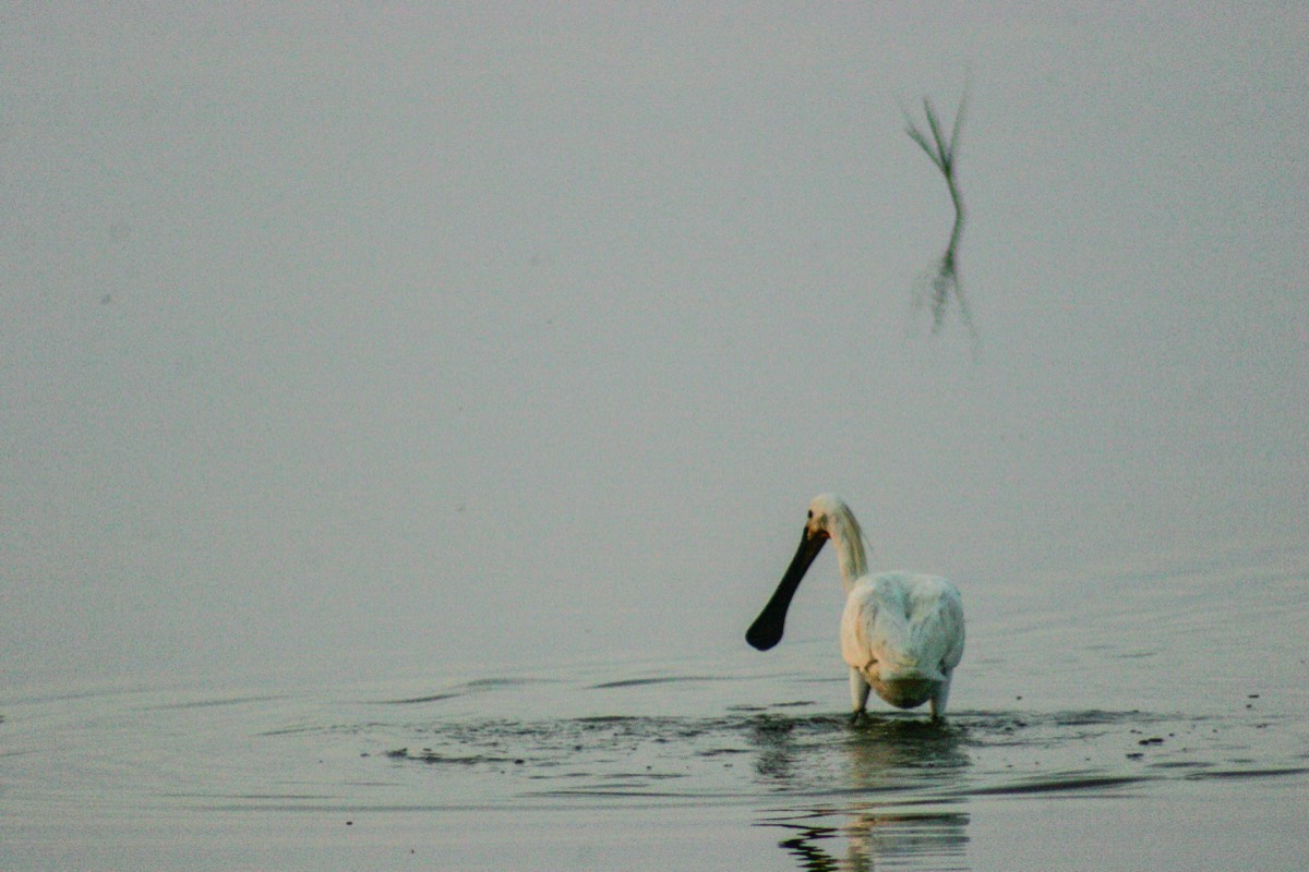 Parque Nacional La Doñana - Spoonbill