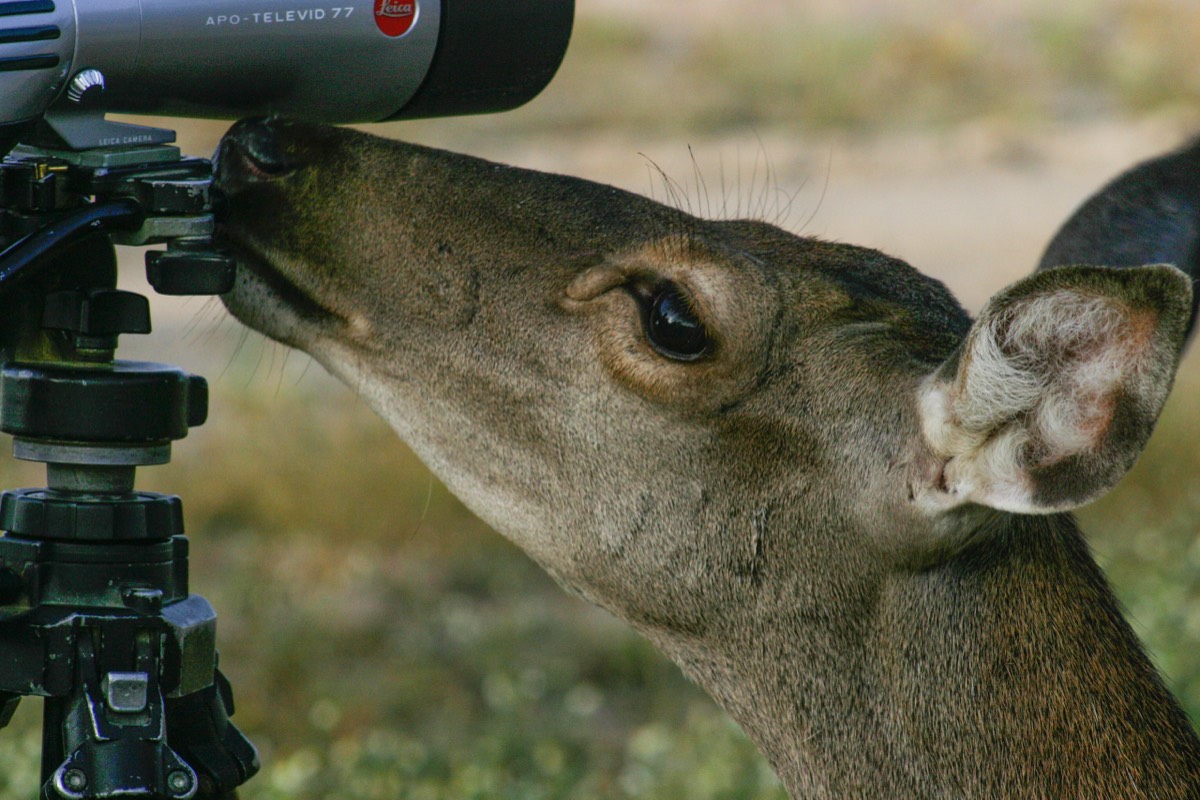 Parque Nacional La Doñana - Deer acting like a dog