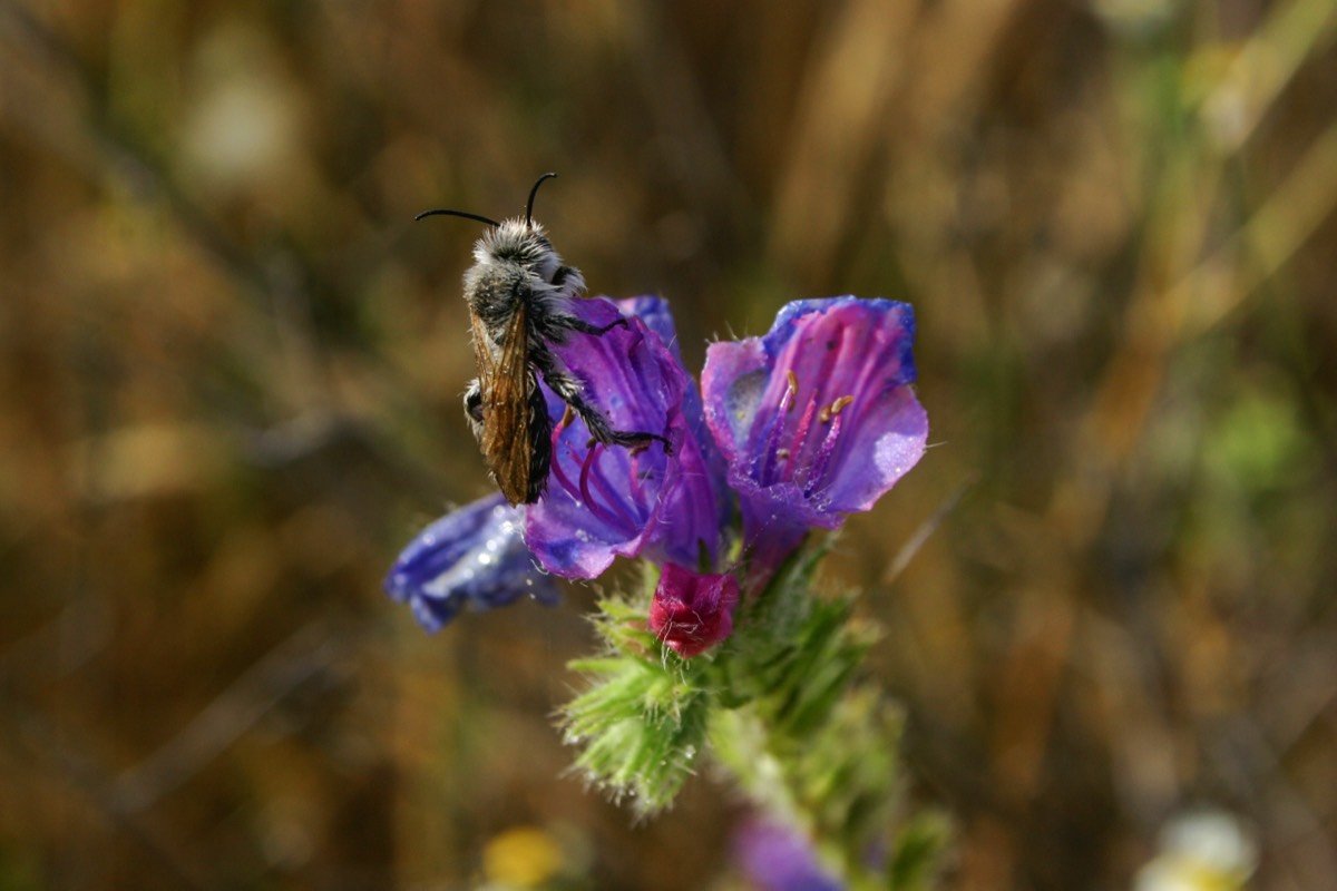 Parque Nacional La Doñana - Strange insect