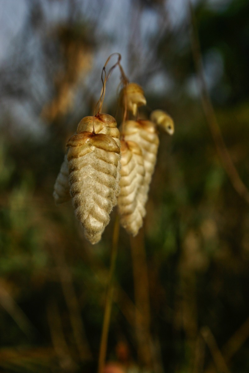 Parque Nacional La Doñana - Strange plant