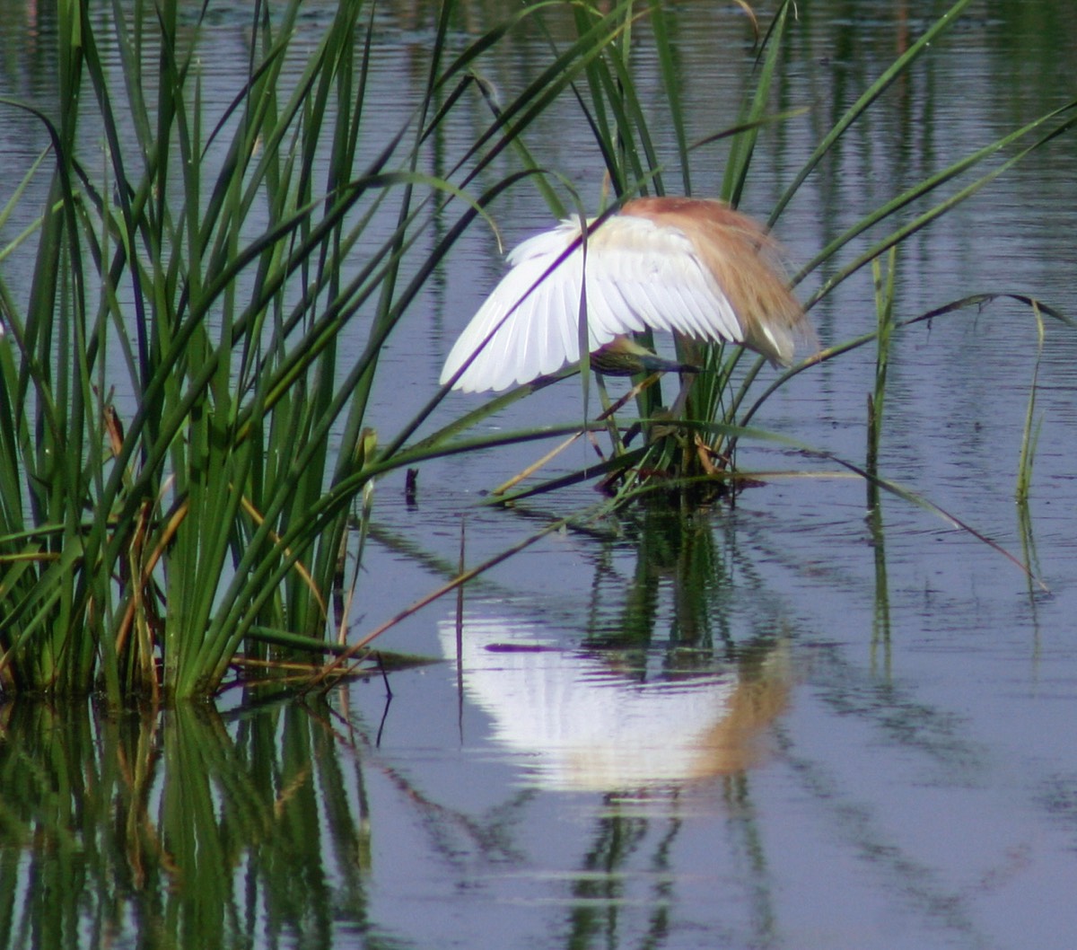 Parque Nacional La Doñana - kind of egret
