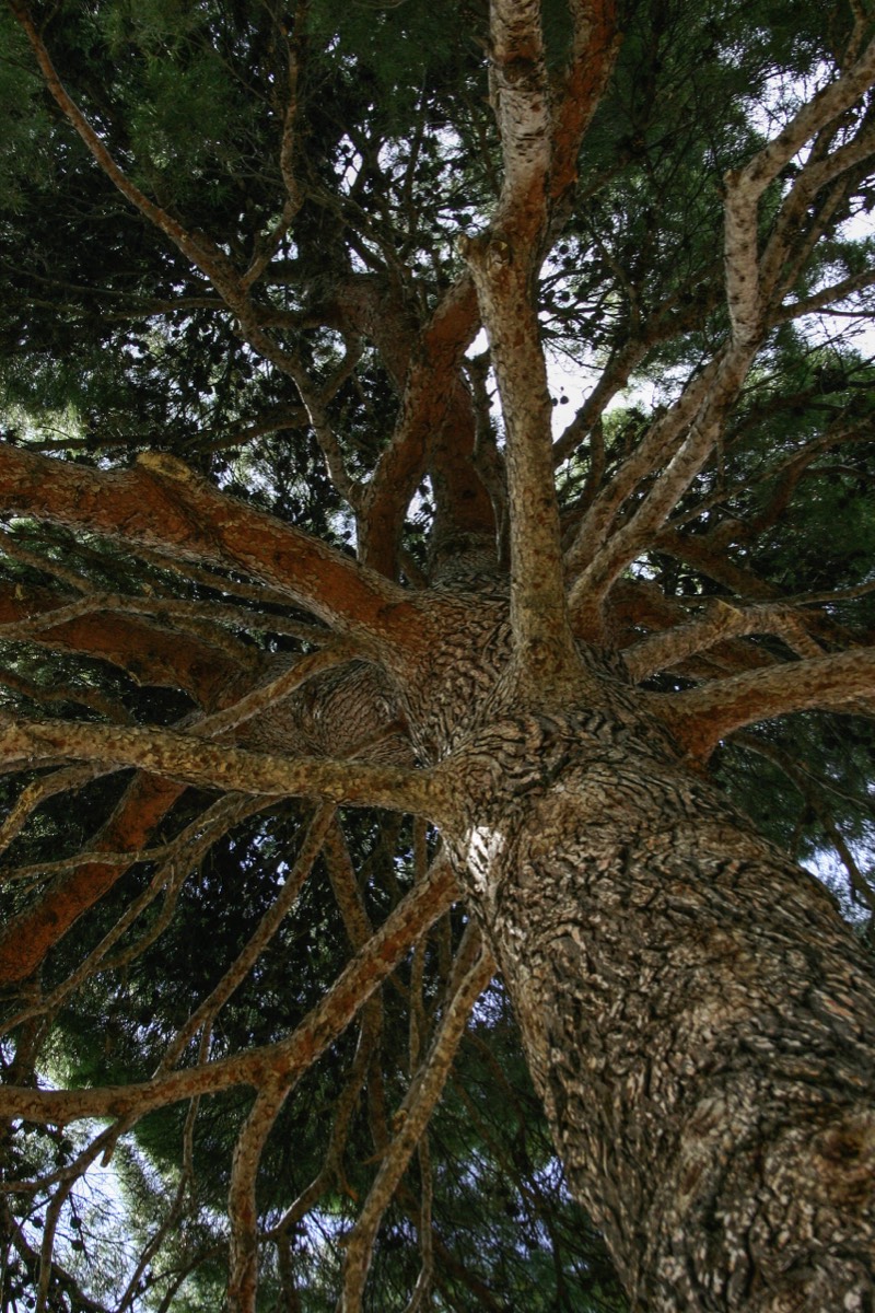 Granada - Alhambra - Tree near the Calle Real