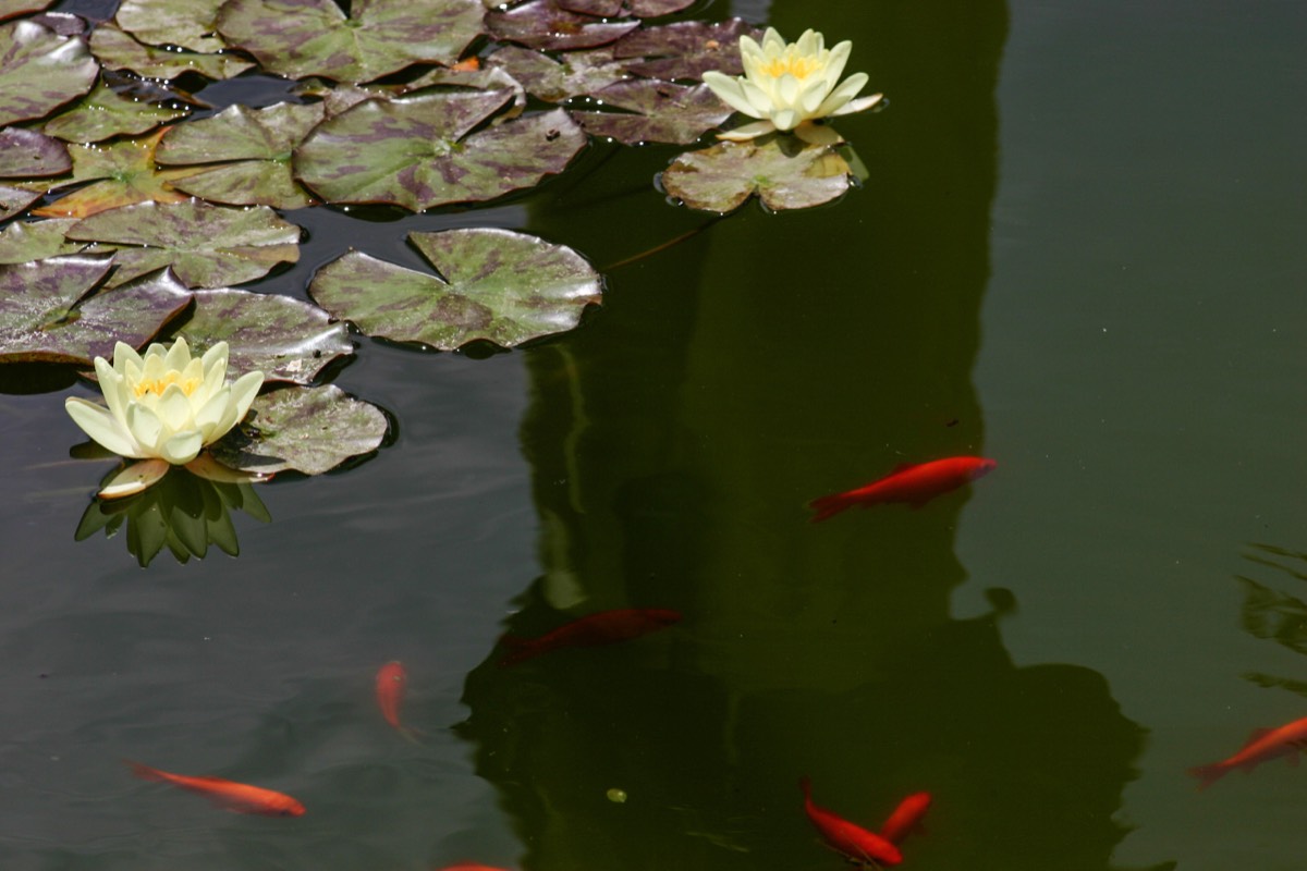 Granada - Alhambra - another Lily pond