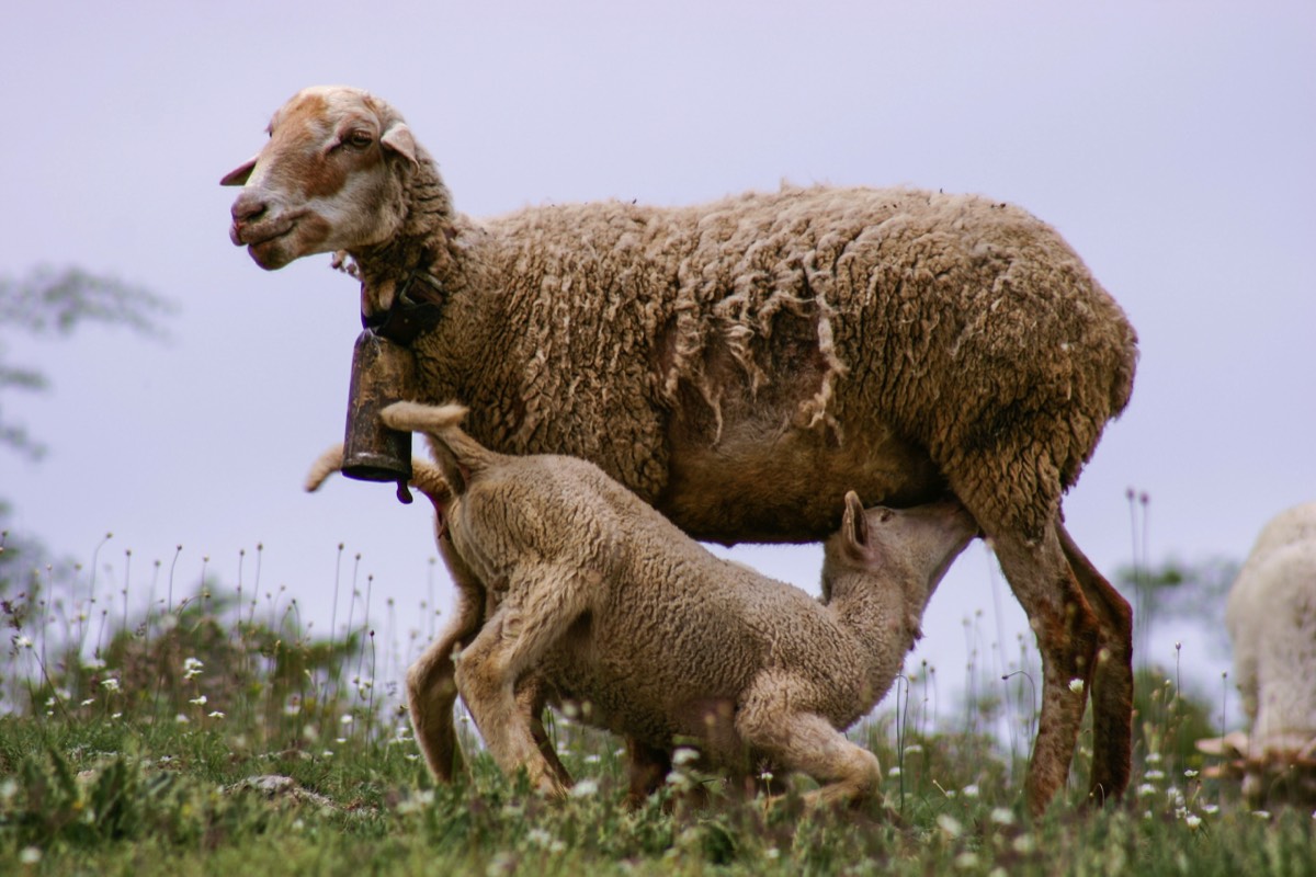 Sierra Nevada - Sharing a drink of milk (2! lambs)