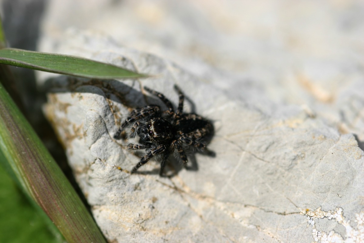 Spider - Parque Natural Sierra de las Nieves