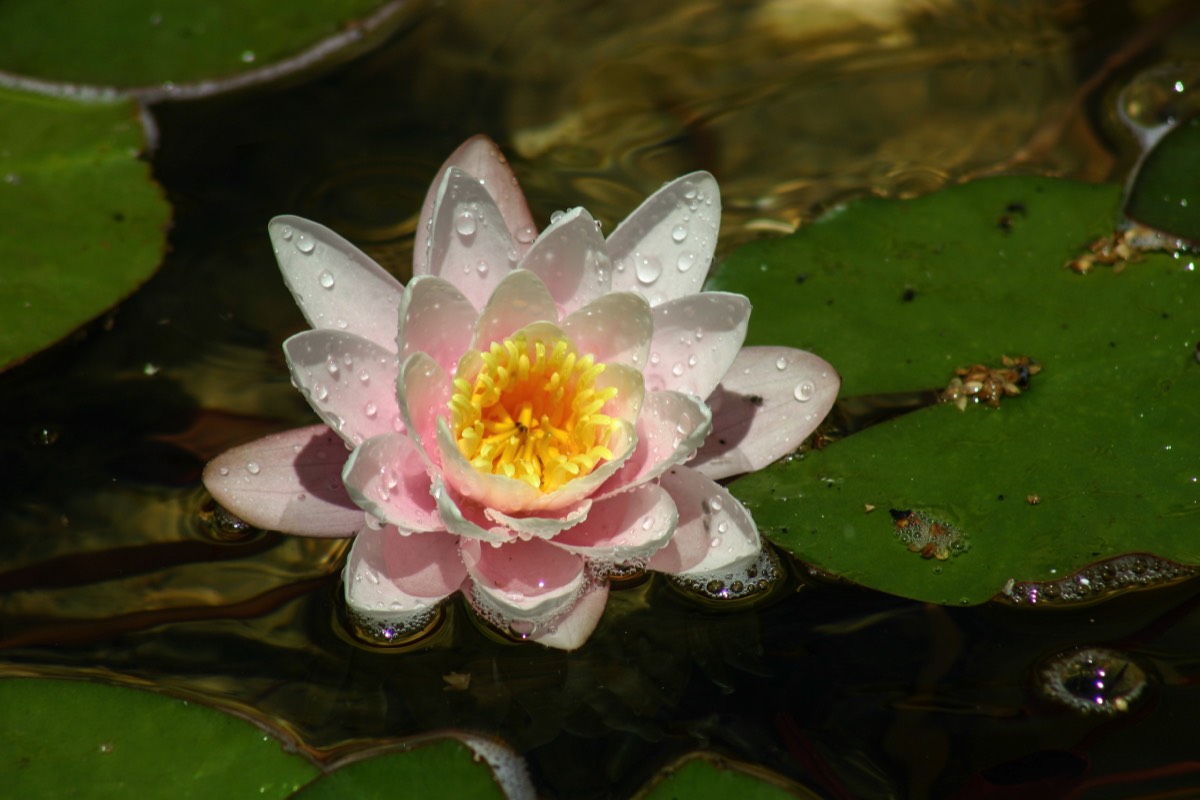 Lily pond at the Jerez Alcazar