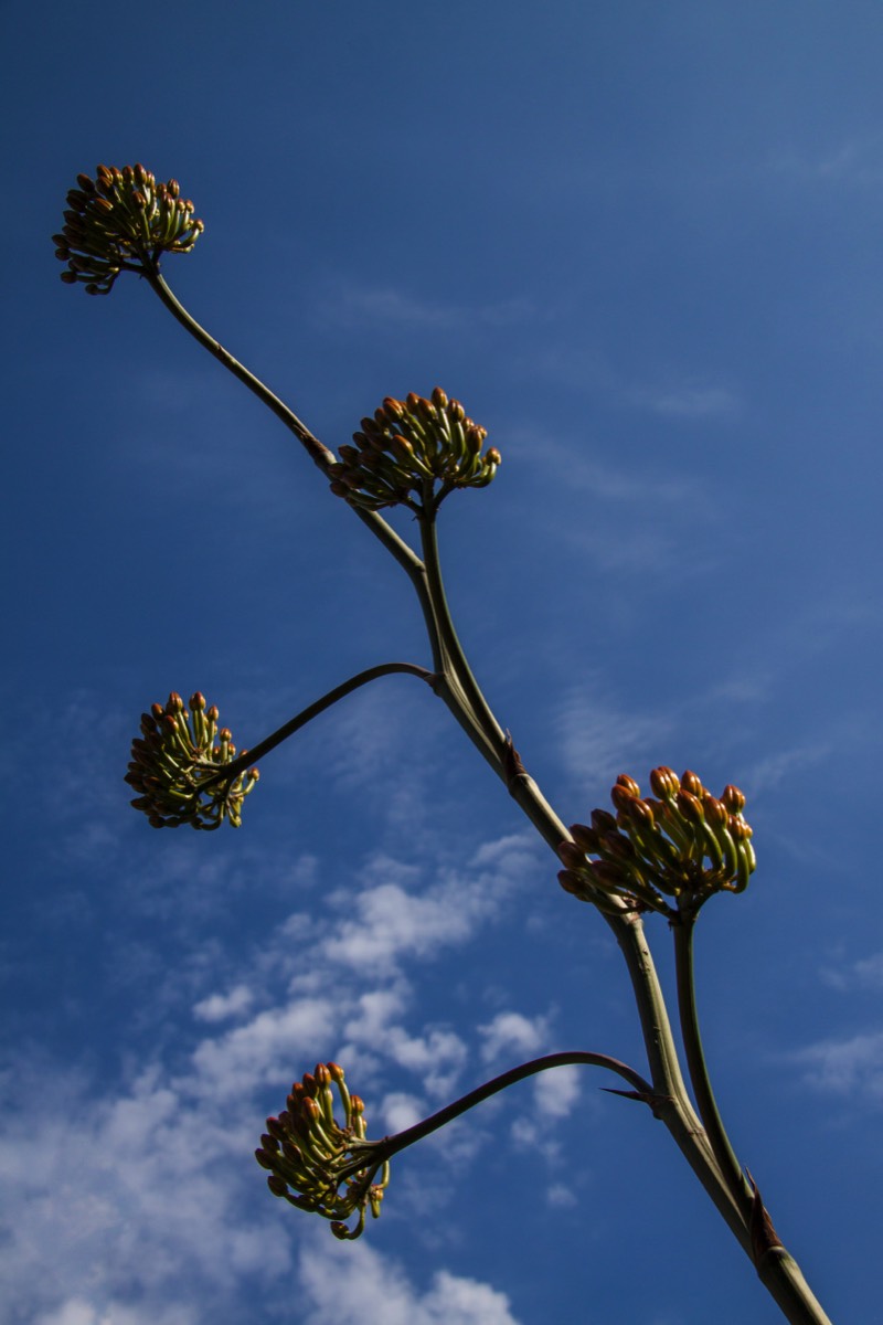 Flowers and sky