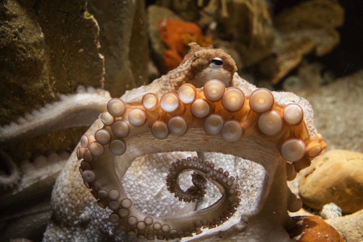 Octopus