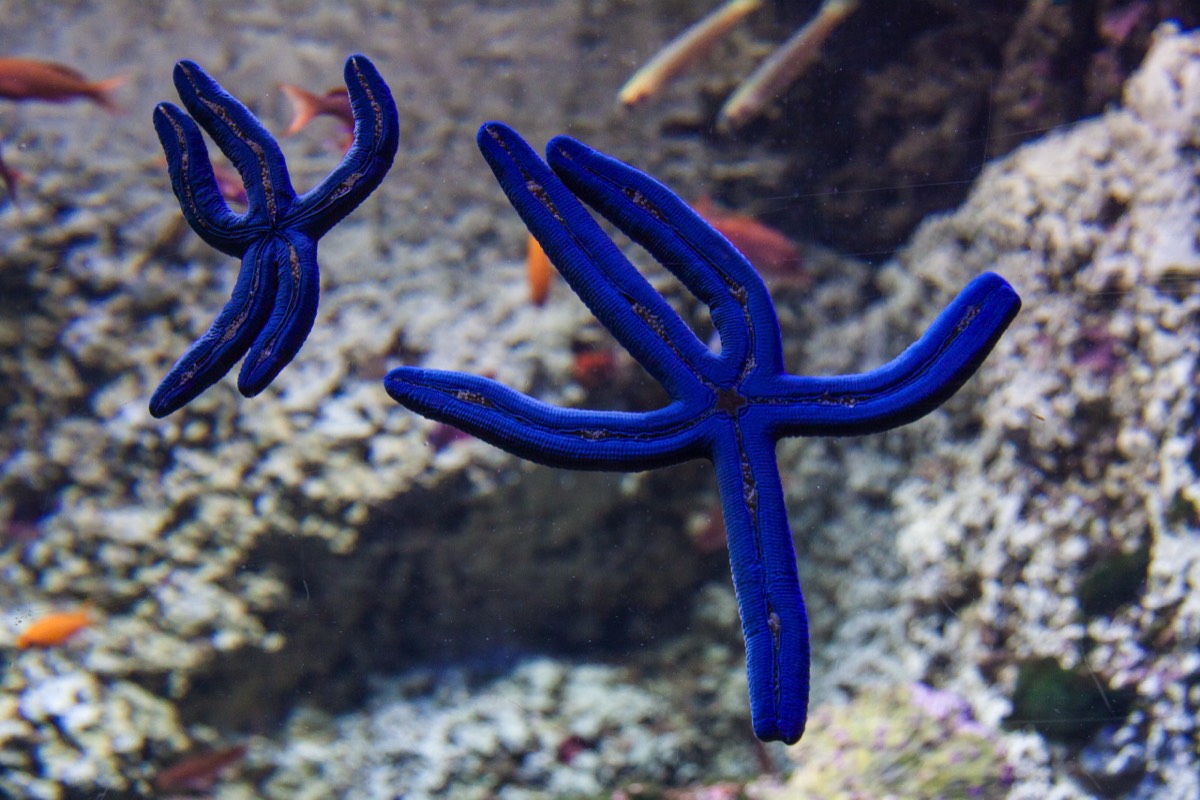 Little blue men