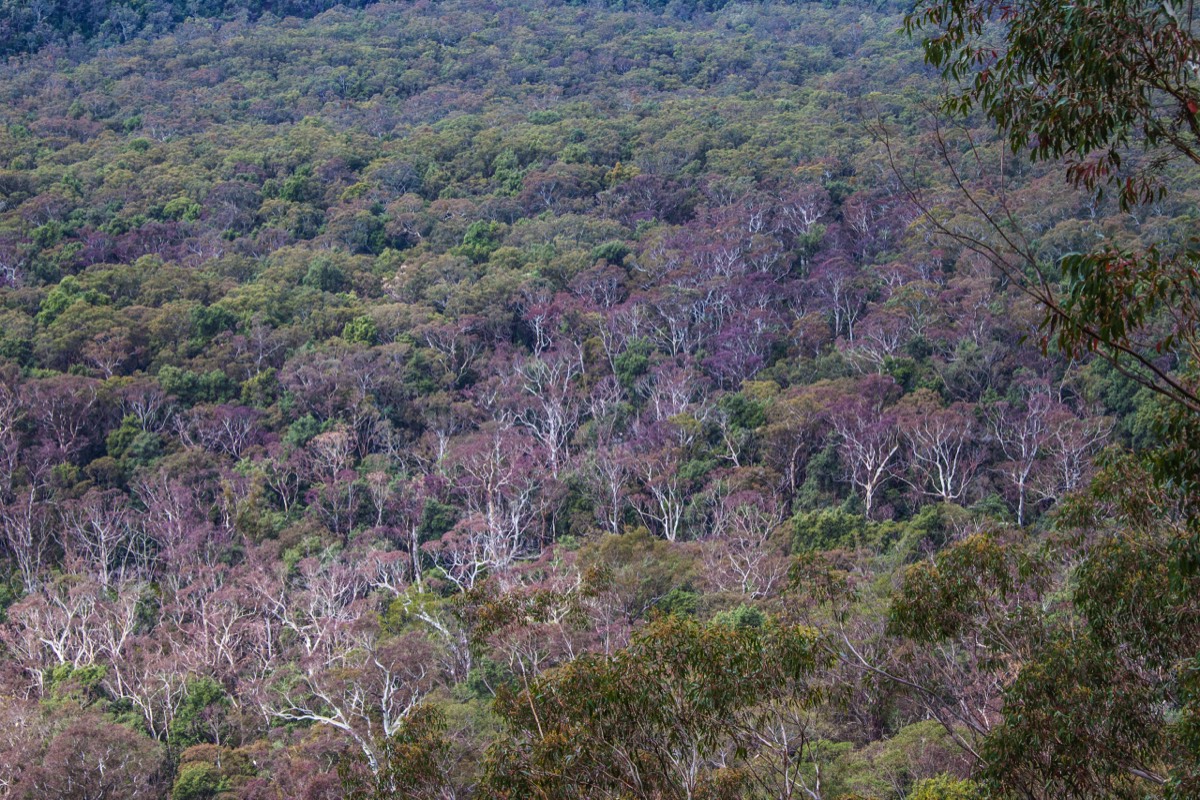 Blue Mountains