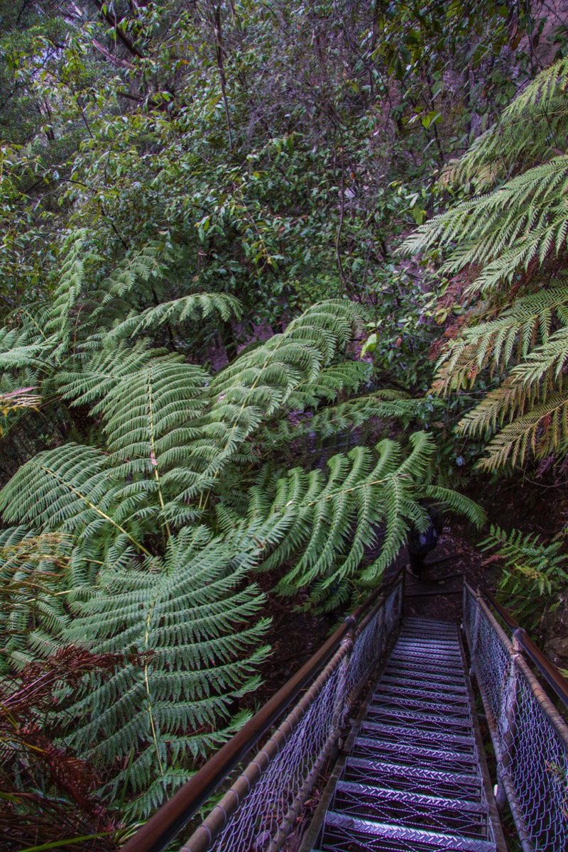 Blue Mountains, big fertile ferns