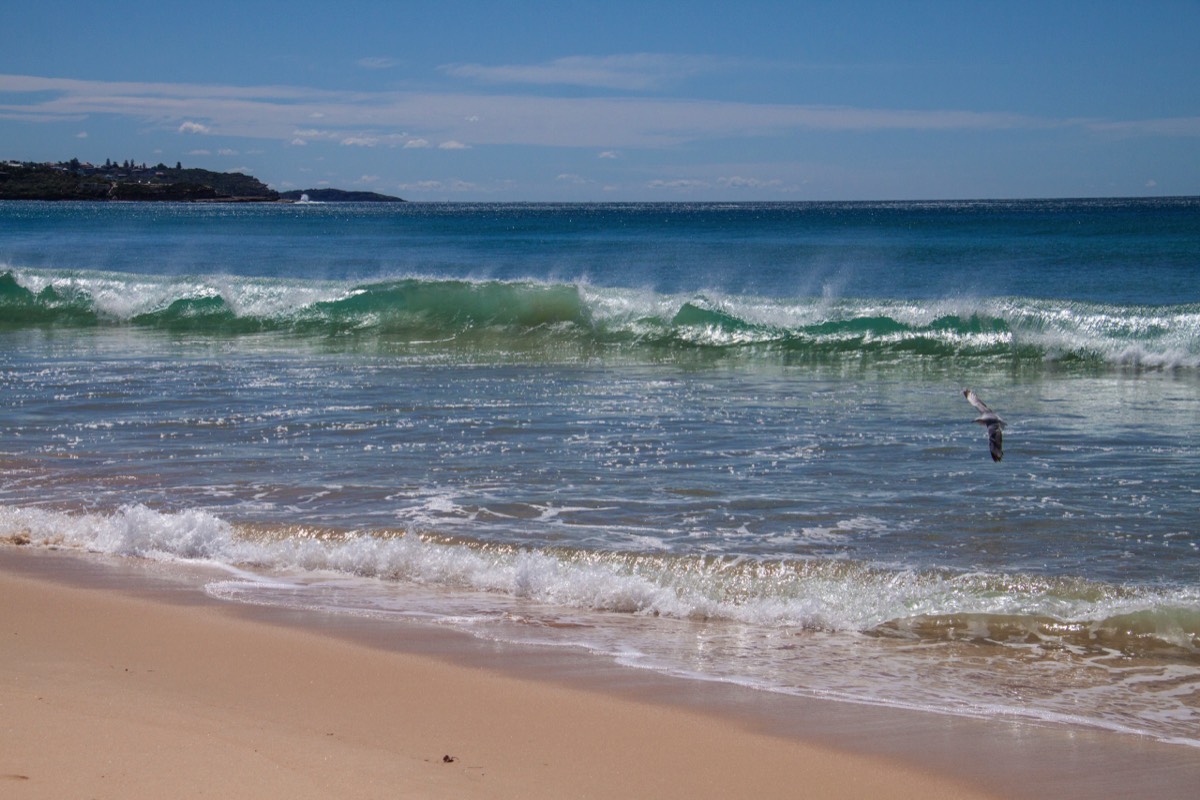 Manly beach