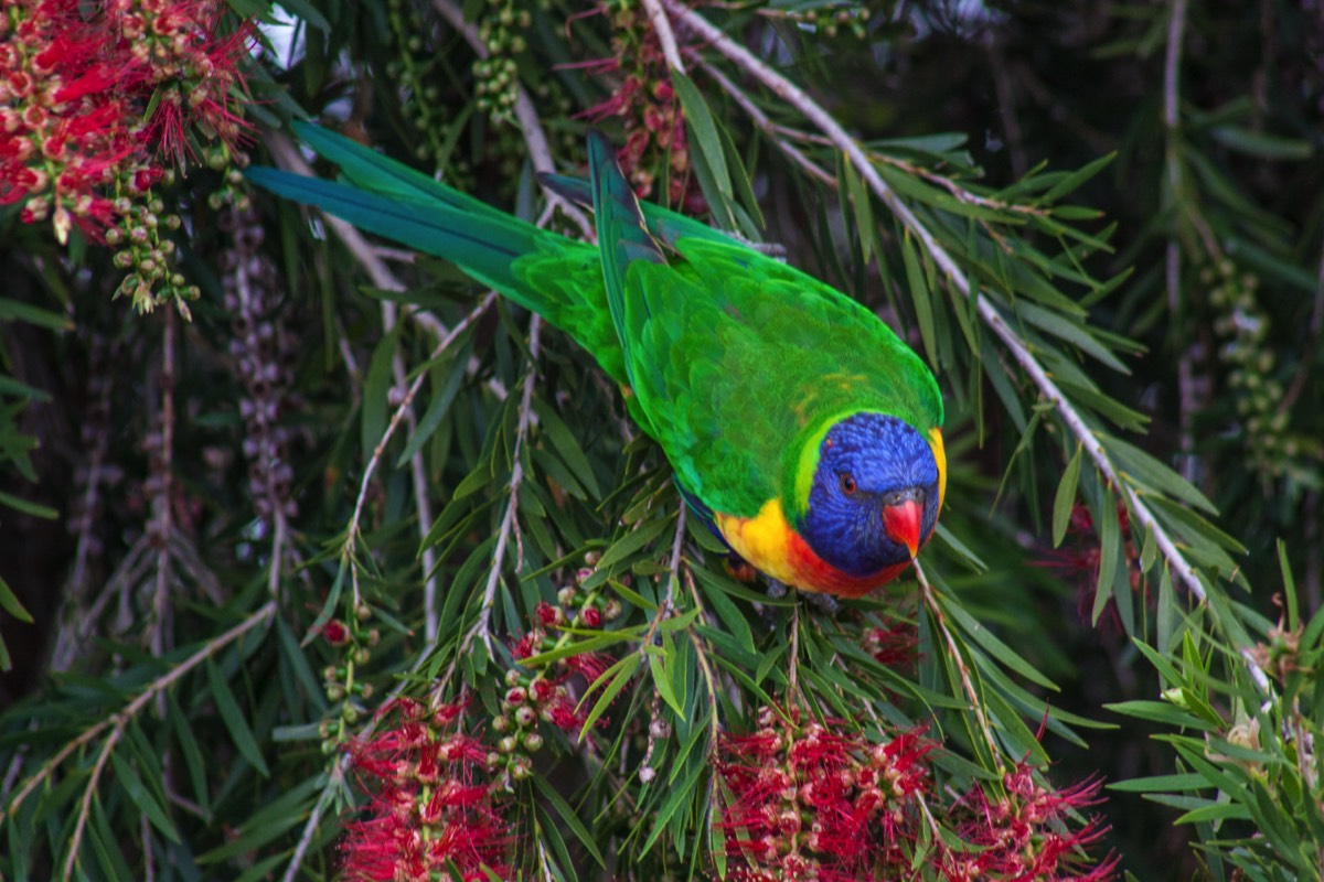 How many colours can you have?