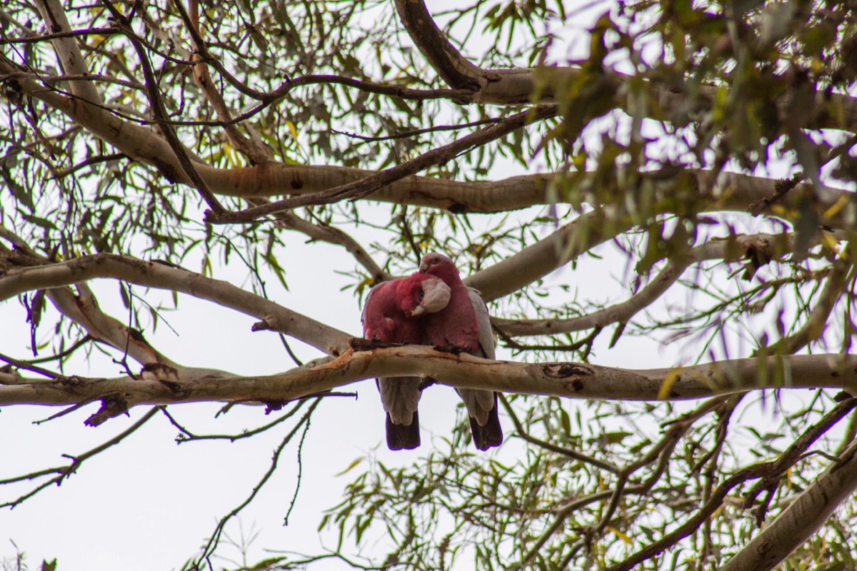 Galahs in love