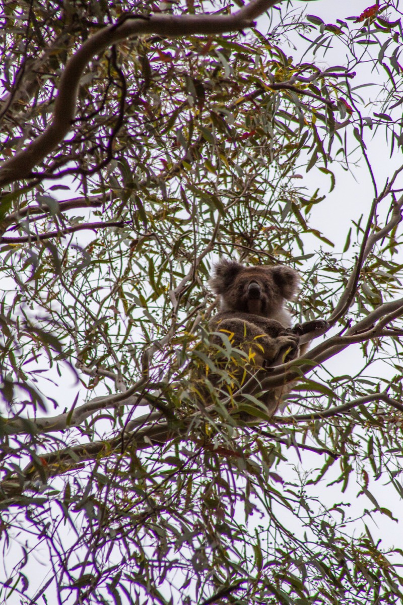 I see you