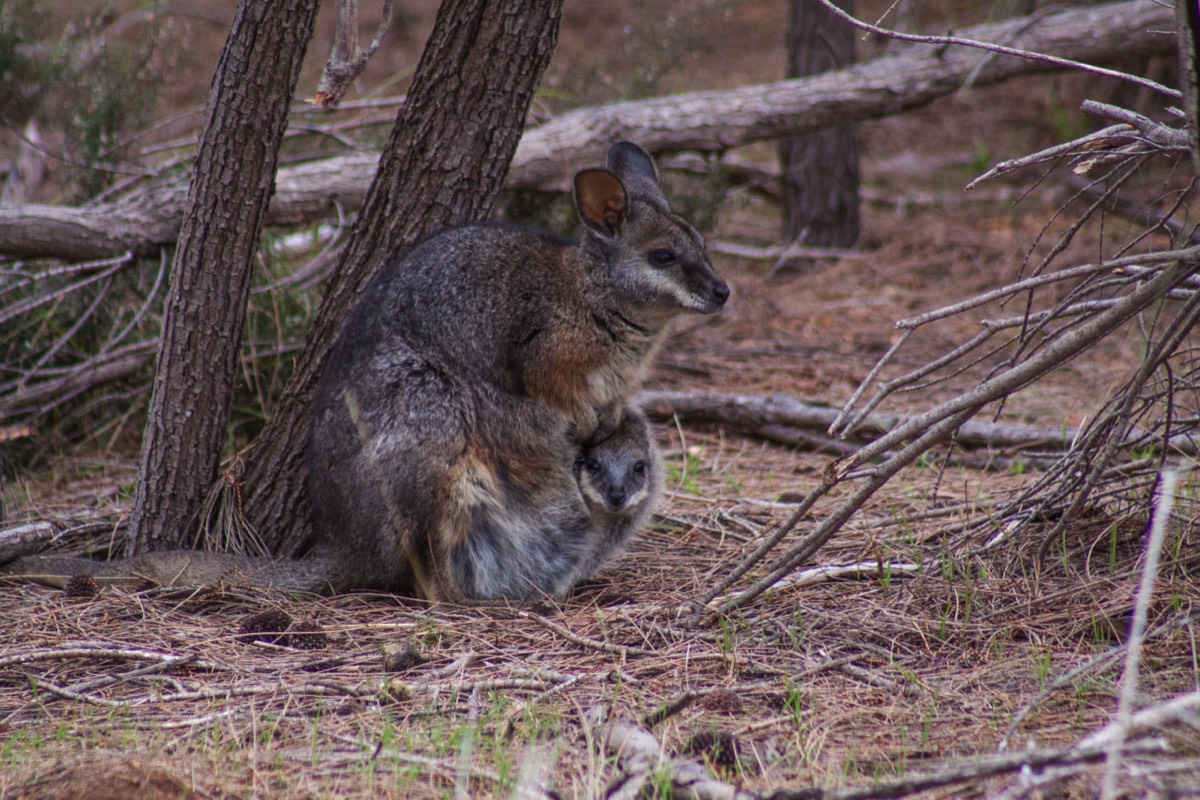 Wallaby and joey