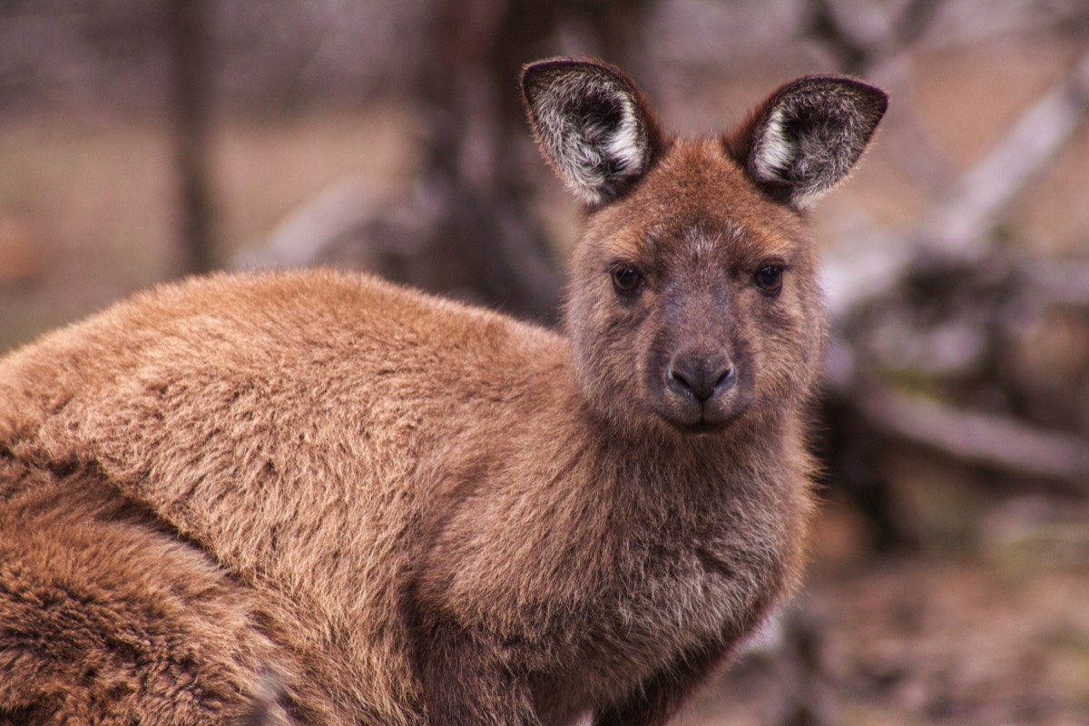 Kangaroo ...