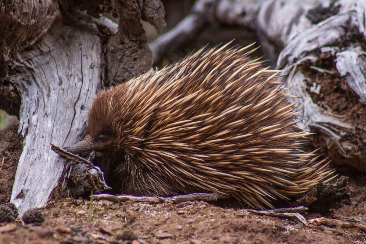 Short-beaked echidna