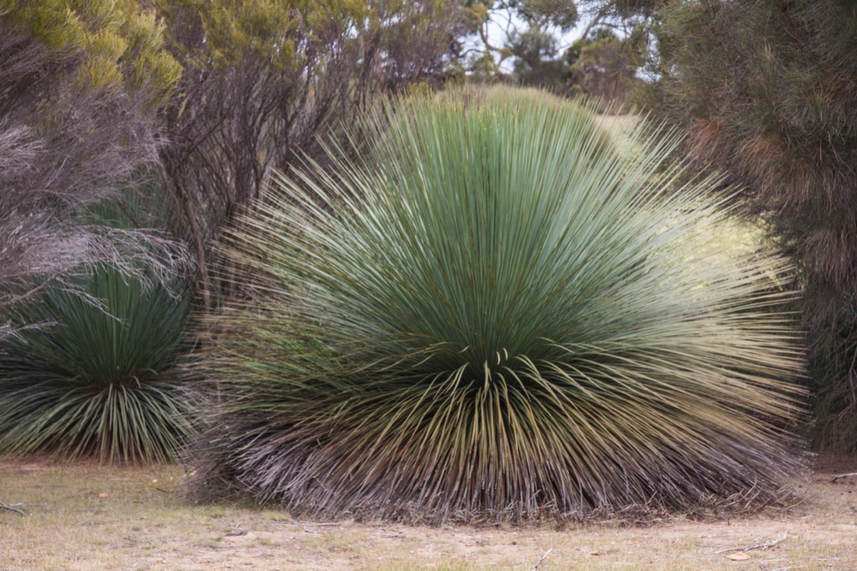 Grass tree