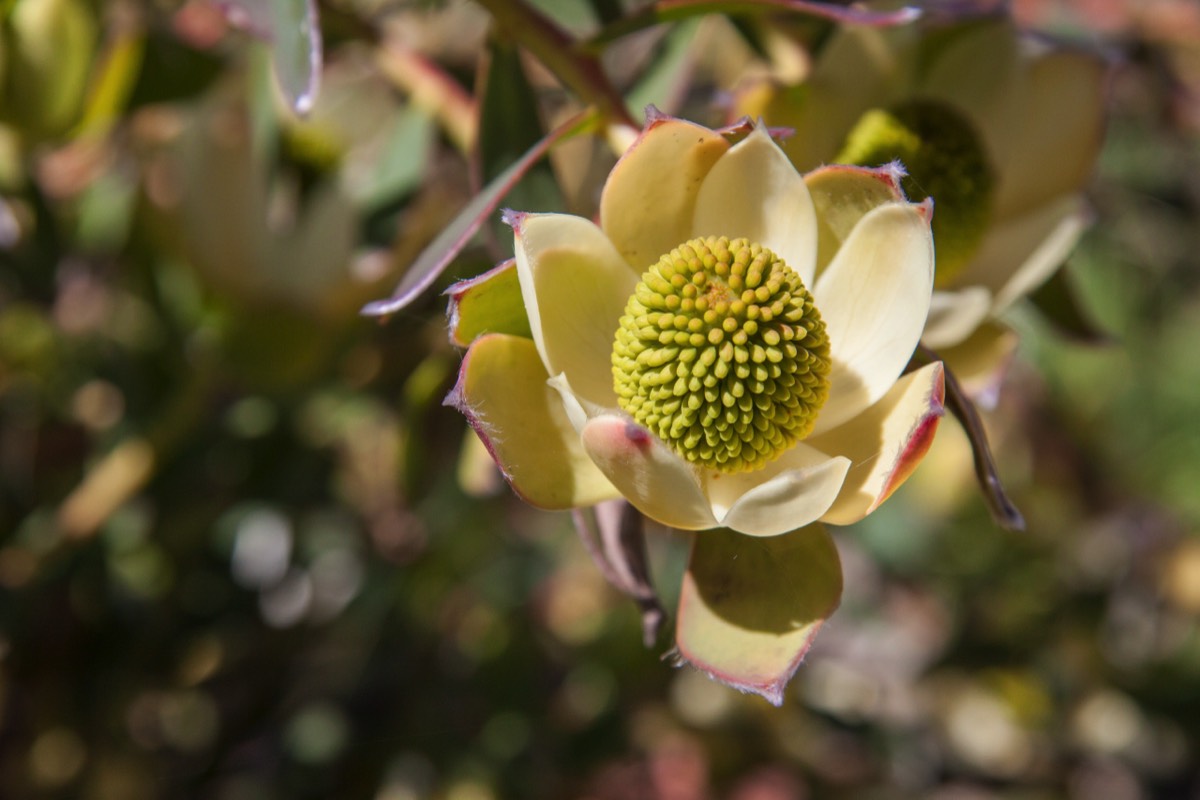 Strange flower