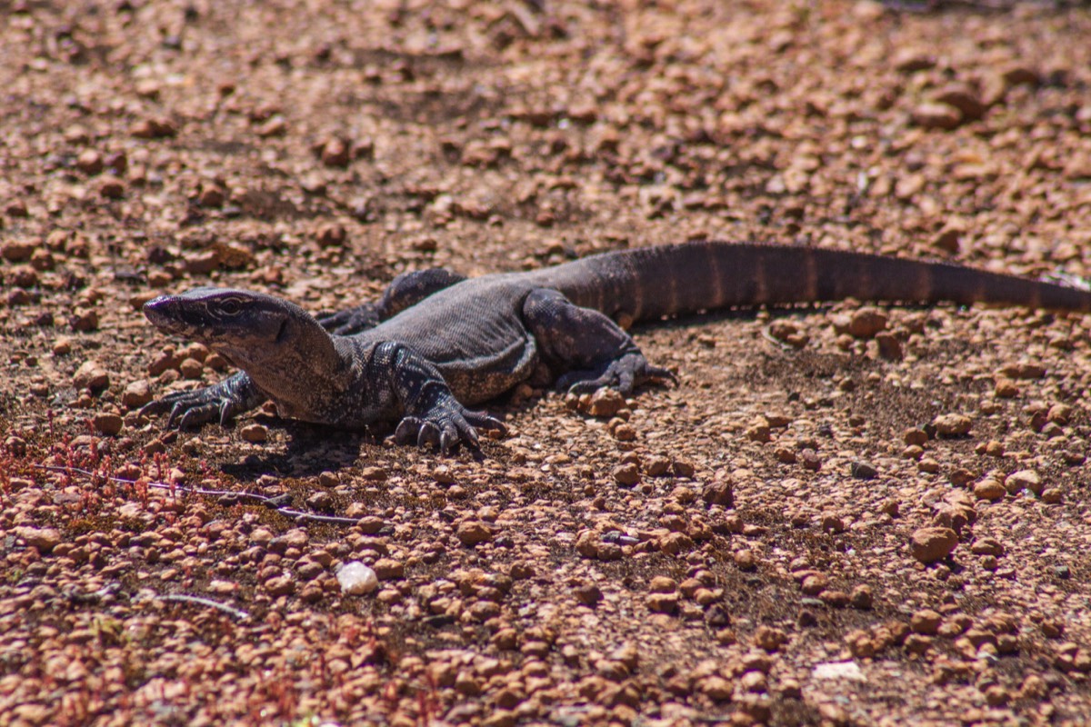and big lizard (goanna)