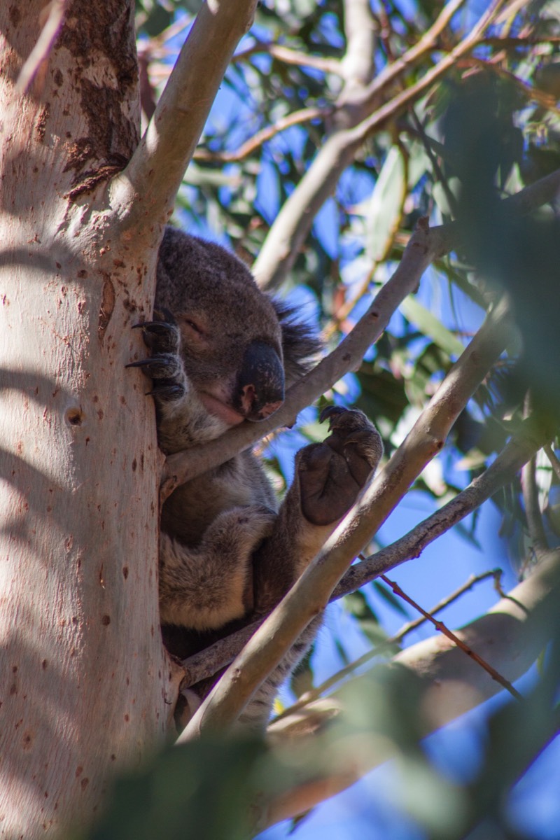 Look at the claws on this marsupial sloth