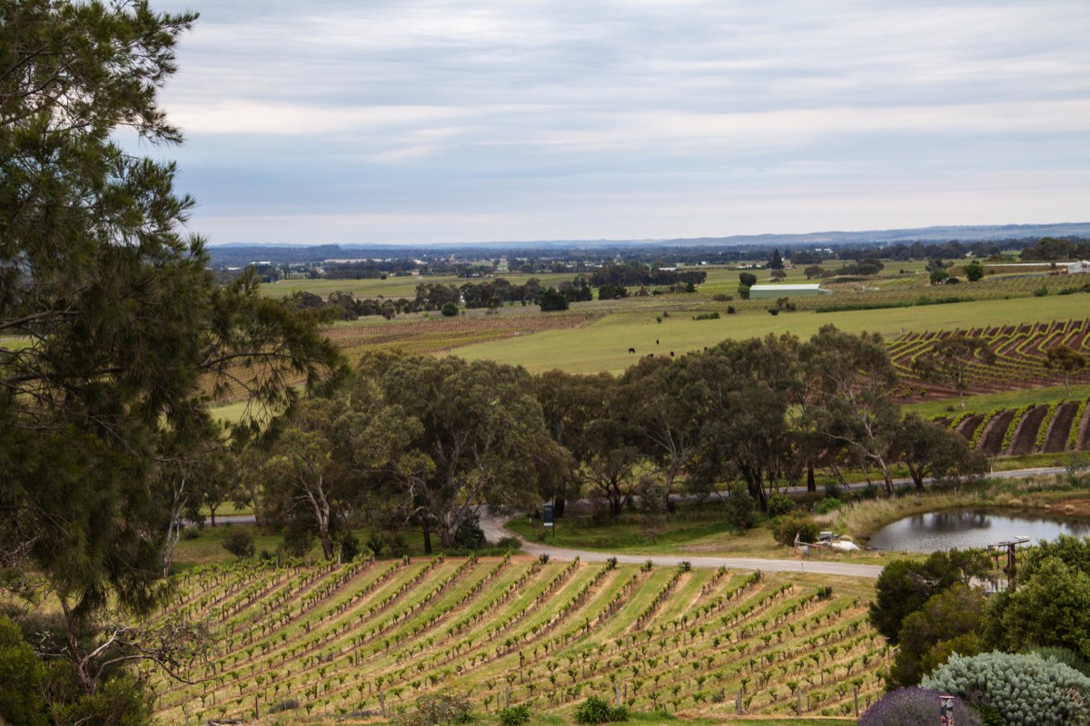 Barossa valley