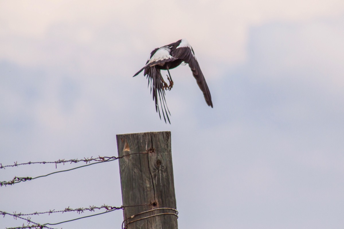 Taking flight with a spider in its beak