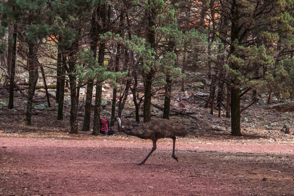 One emu coming through...