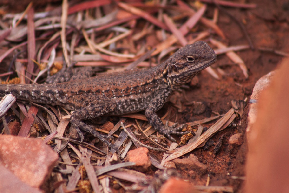 Lizard