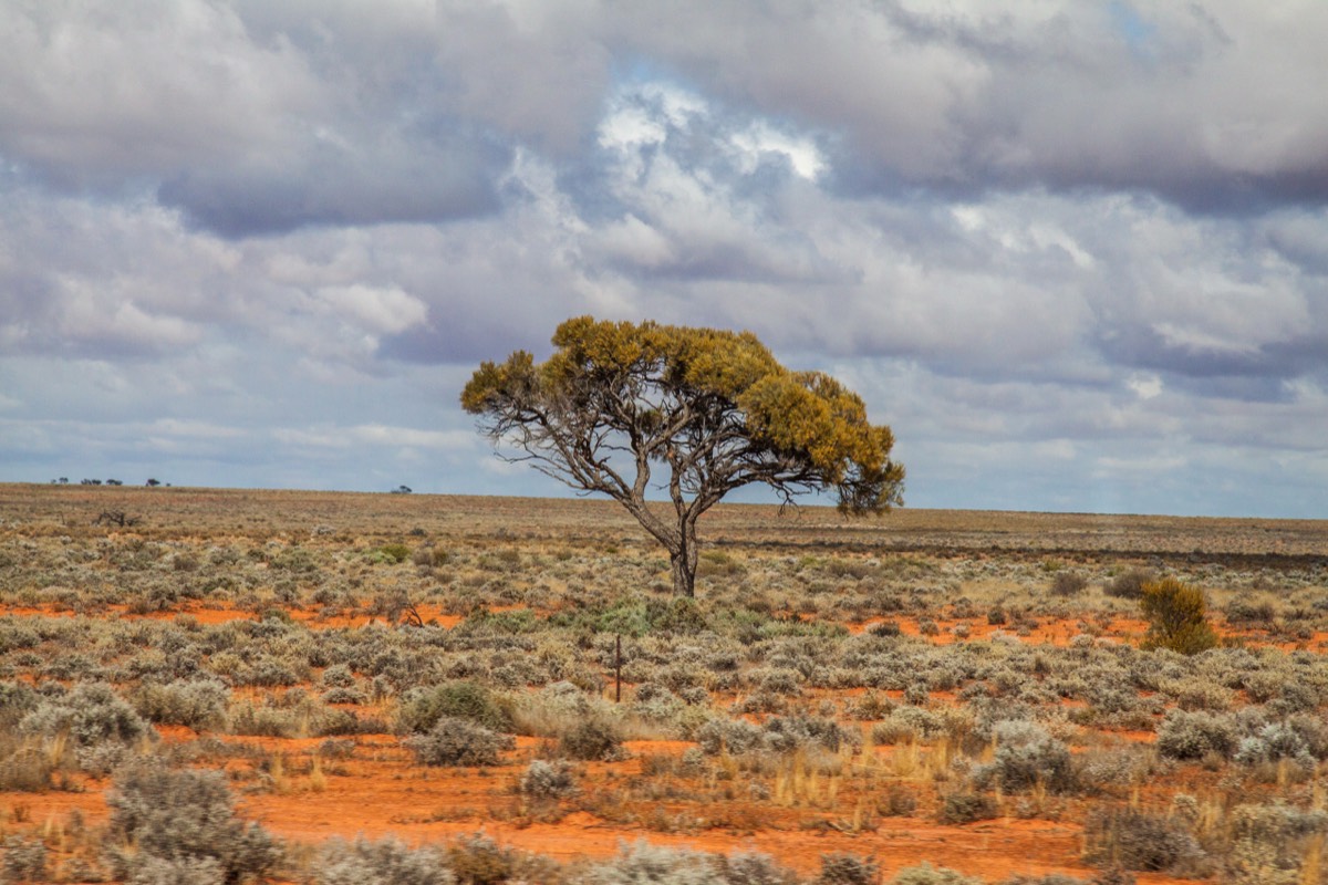 Trees dot the landscape
