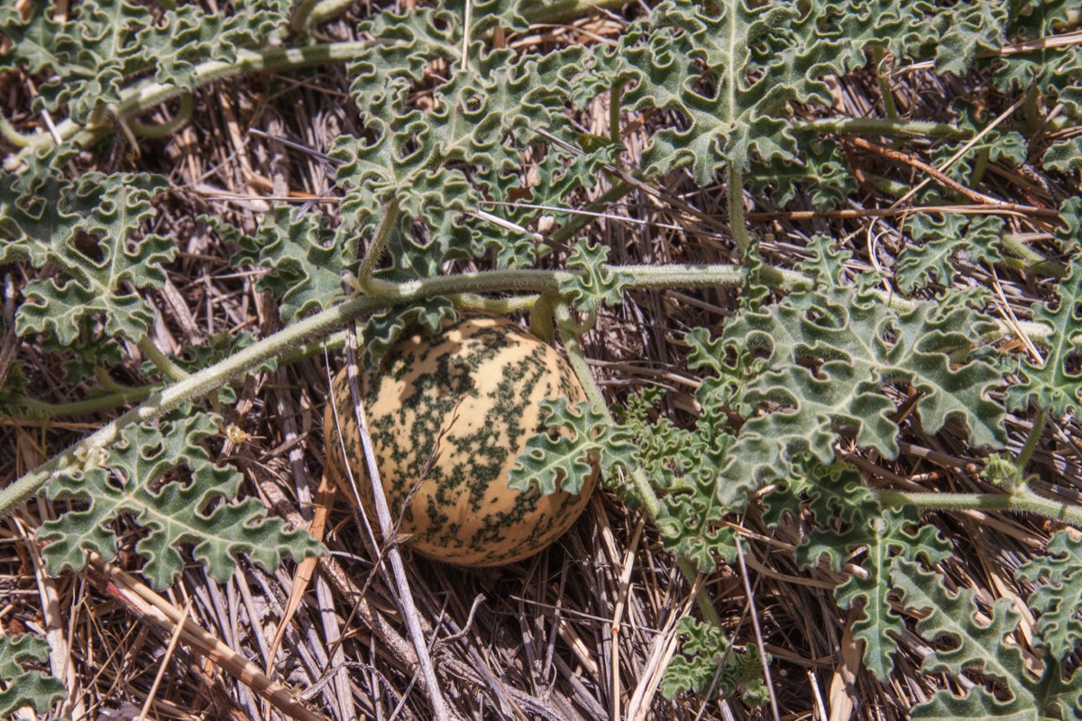 Melons??