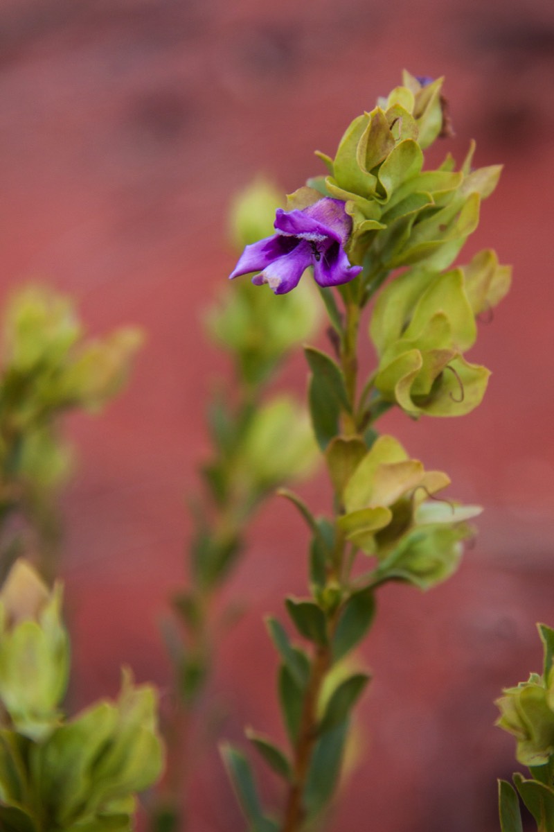 Desert flower