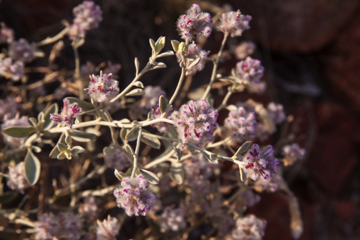 Desert flower starting to bloom