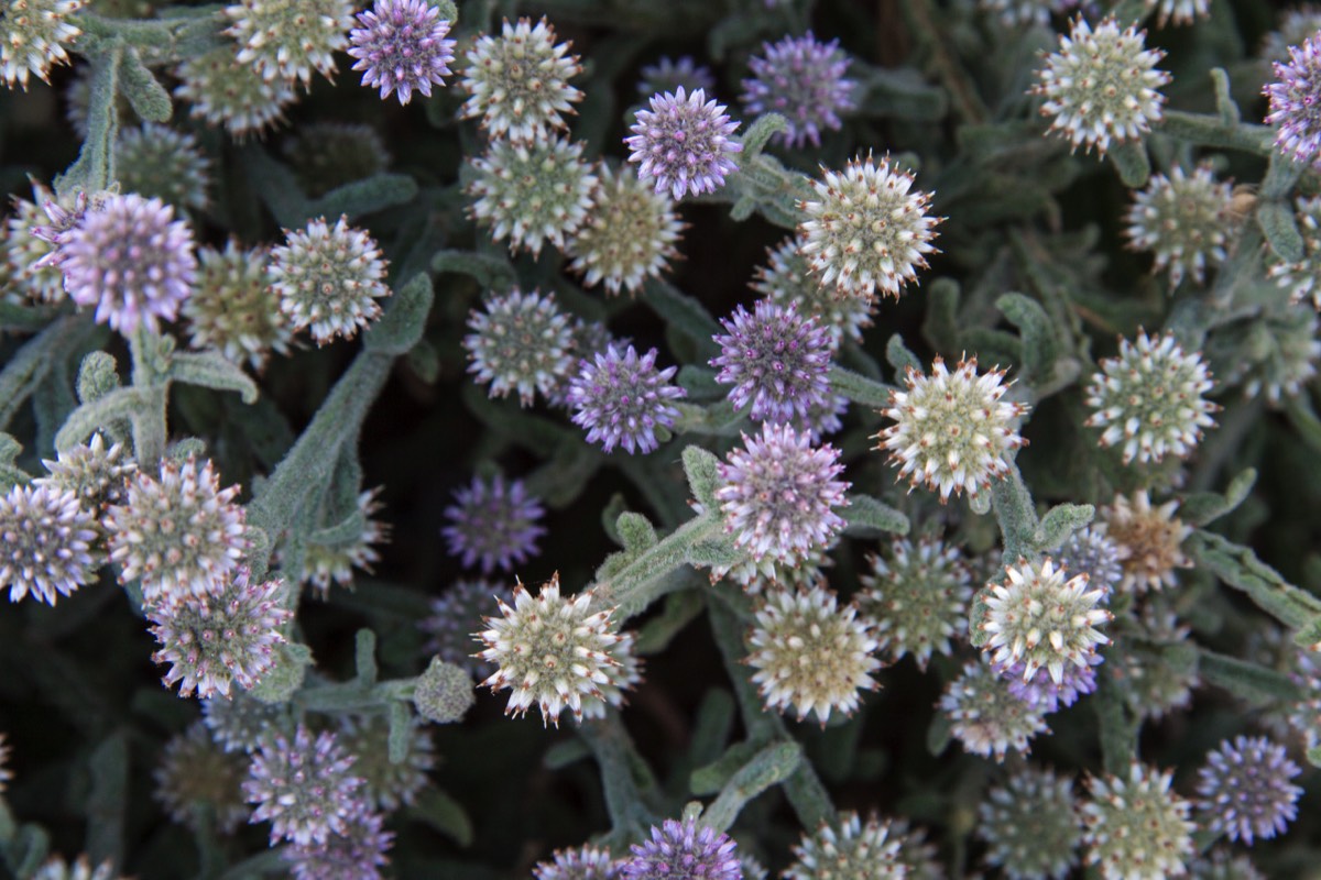 Desert flower or diatoms?
