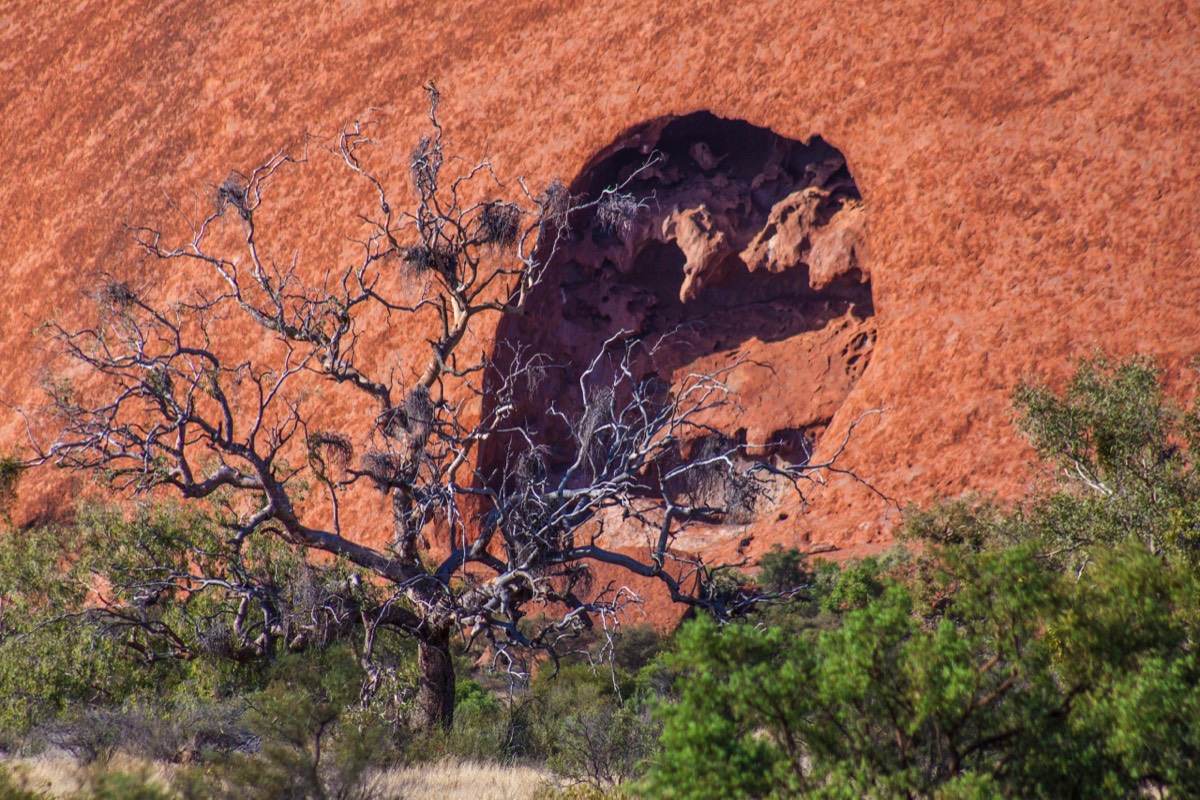 Sculpted tree