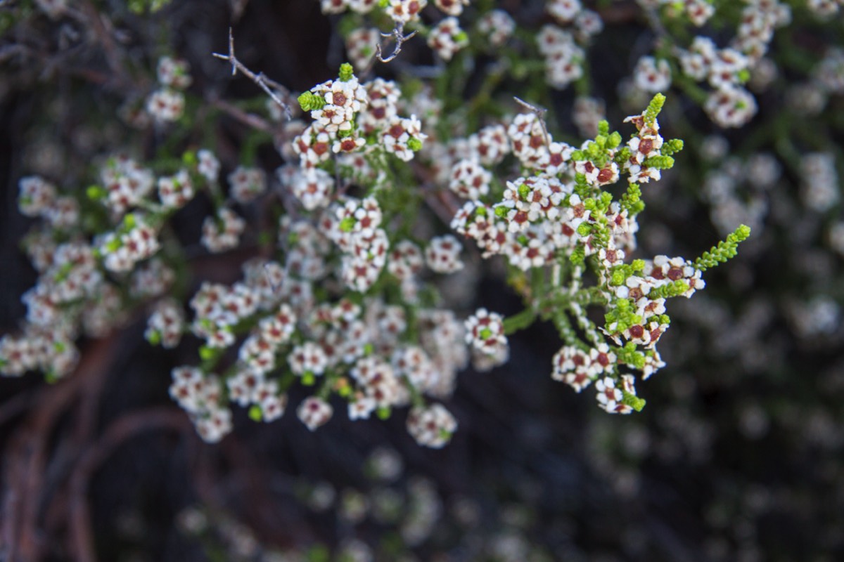 Hardy flowers