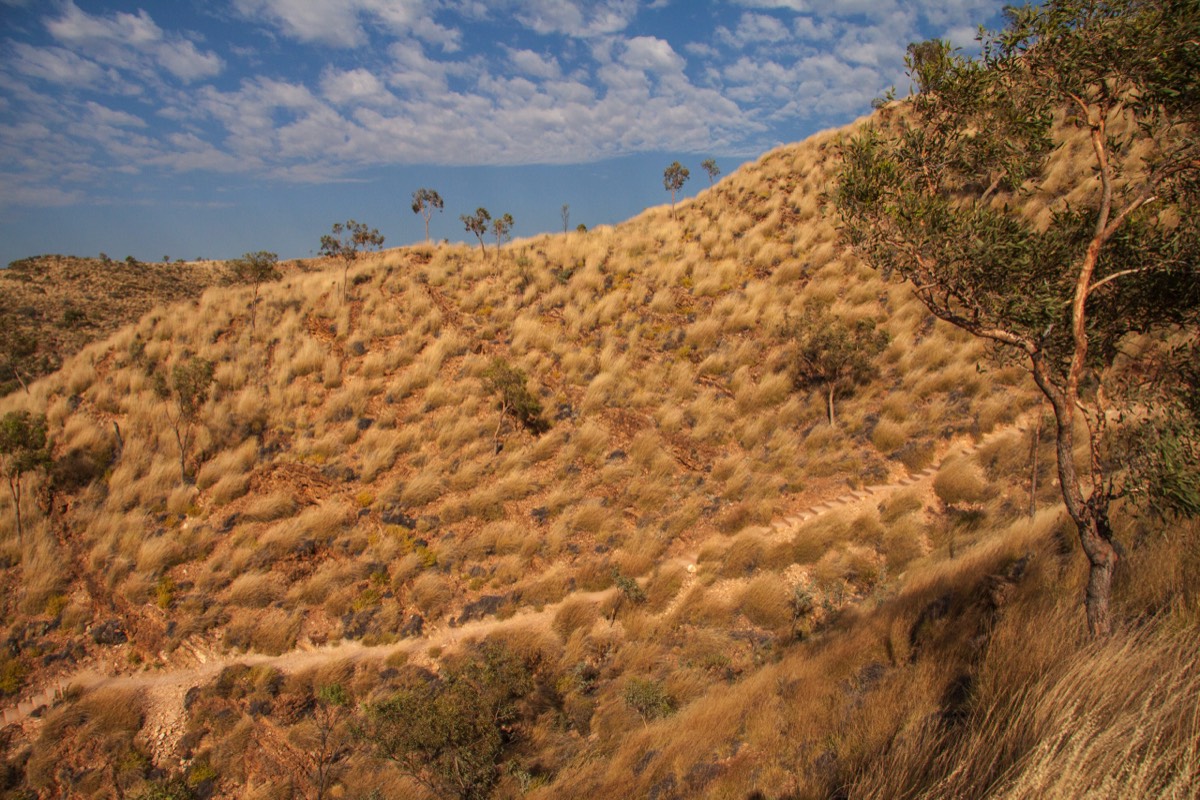 Wind on the Spinifex