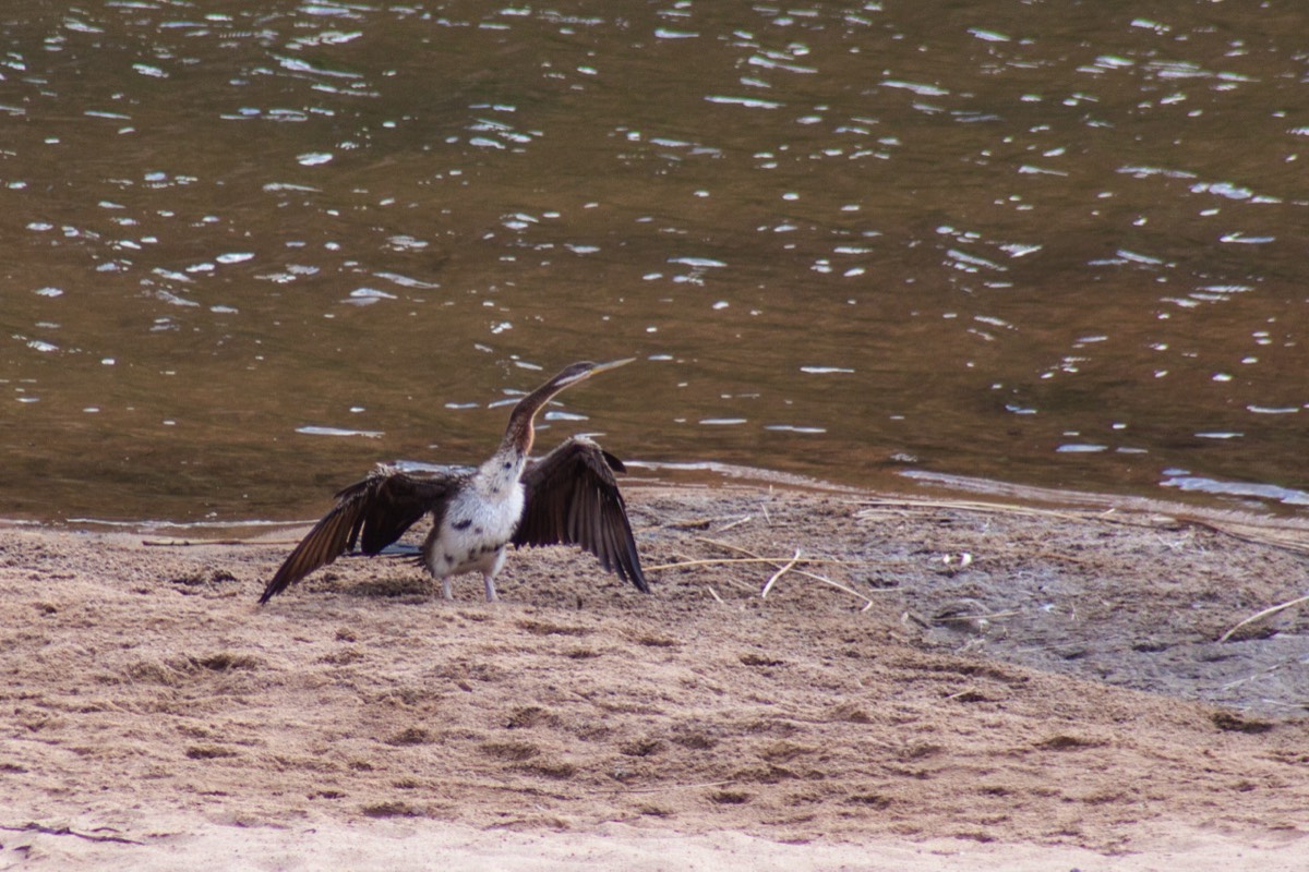 Bird drying its feathers (Australasian darter)