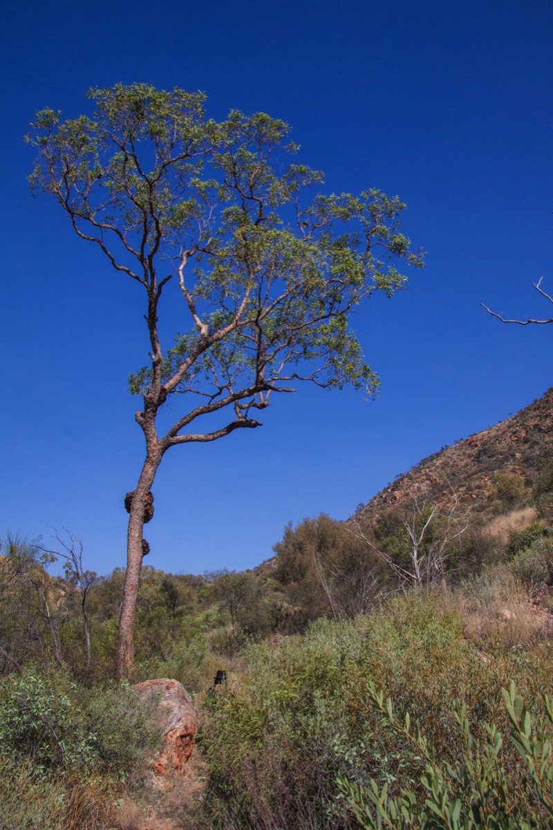 No, there is no bear in this tree