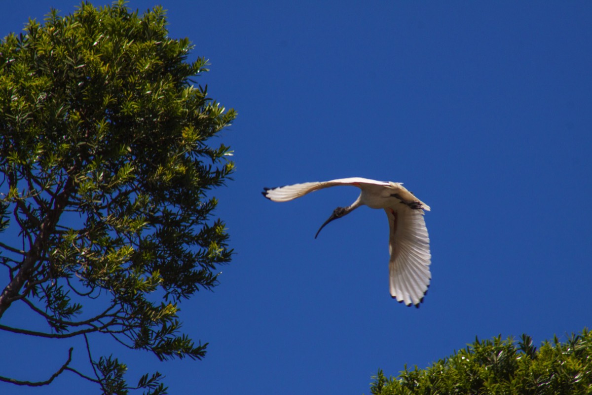 Black Headed Ibis in flight
