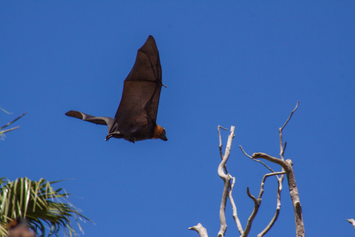 Flying fox