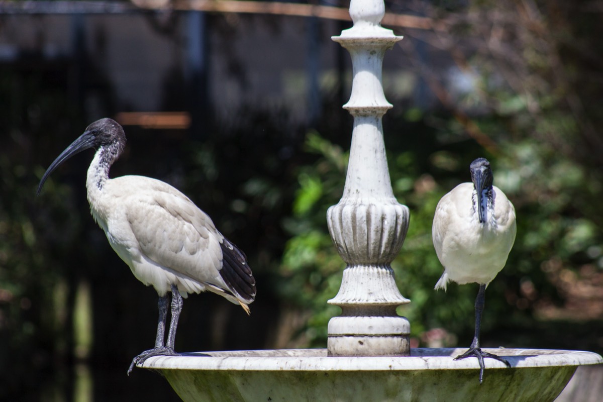 Fountain decoration set