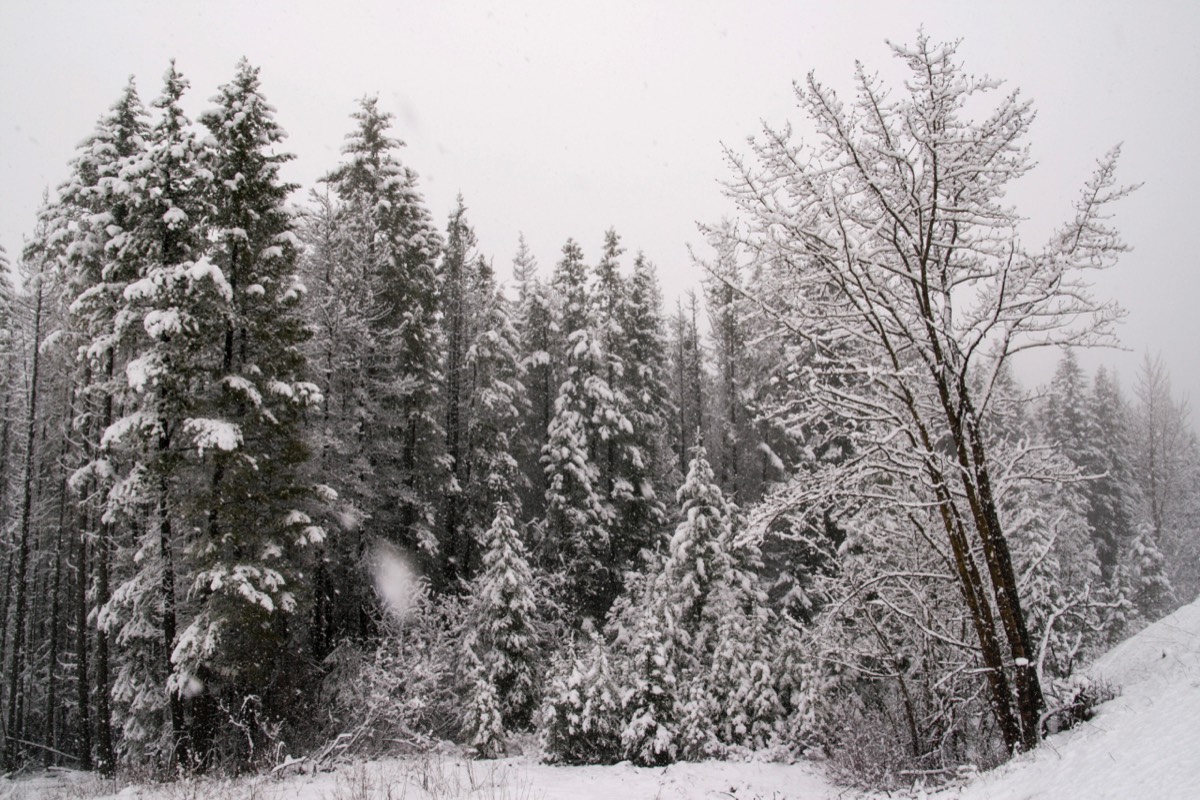 Snow in the Rockies in early May - Kootenay NP